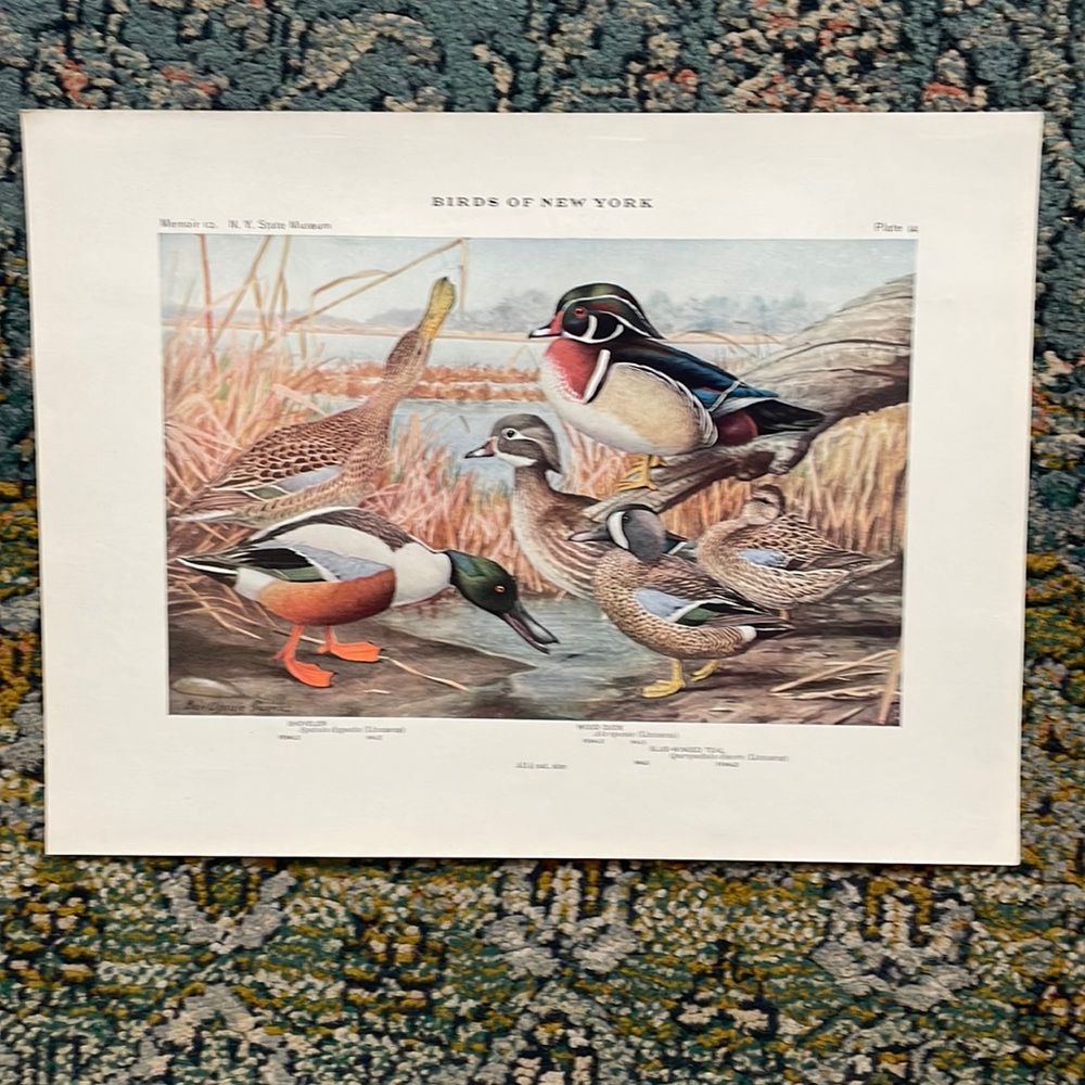🖤 5/$15 Antique Ornithological Bird Print Original Ducks